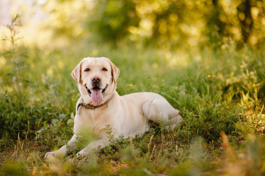 Why a Plant-Based Diet Is the Best Choice for Labradors