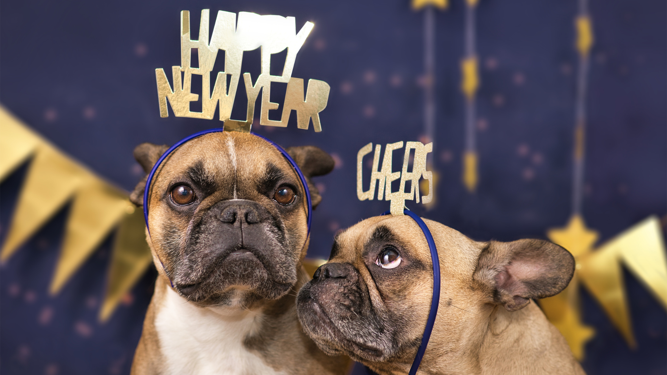 How to Set Dog Health Resolutions for 2026