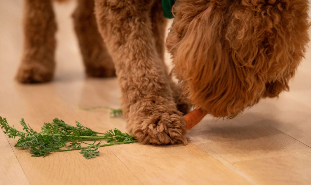 Did You Know Dogs Can Be Vegan and Healthy Too?