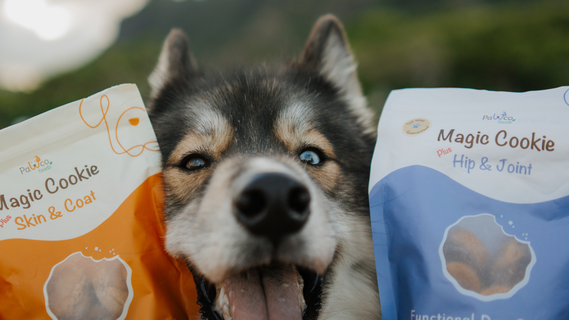 Inside PawCo R&D: How Innovation and Compassion Drive Our Recipes