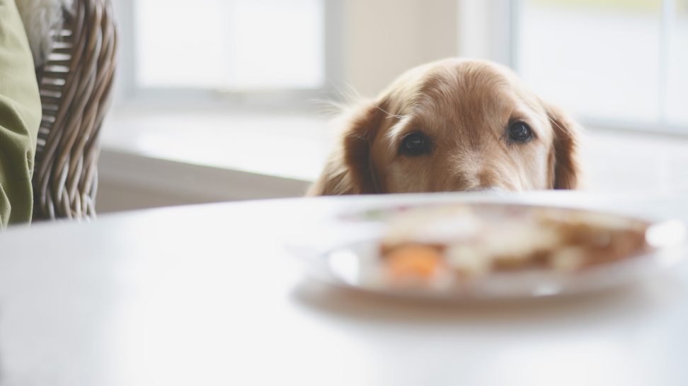 What Can Dogs Not Eat? Keeping Your Pup Safe