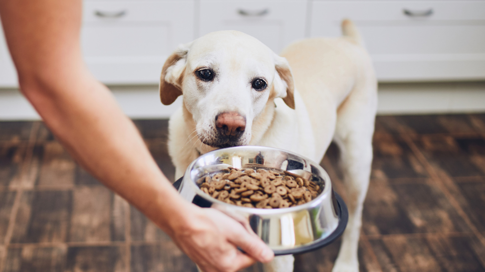What Is Really in Traditional, Meat-Based Pet Food?