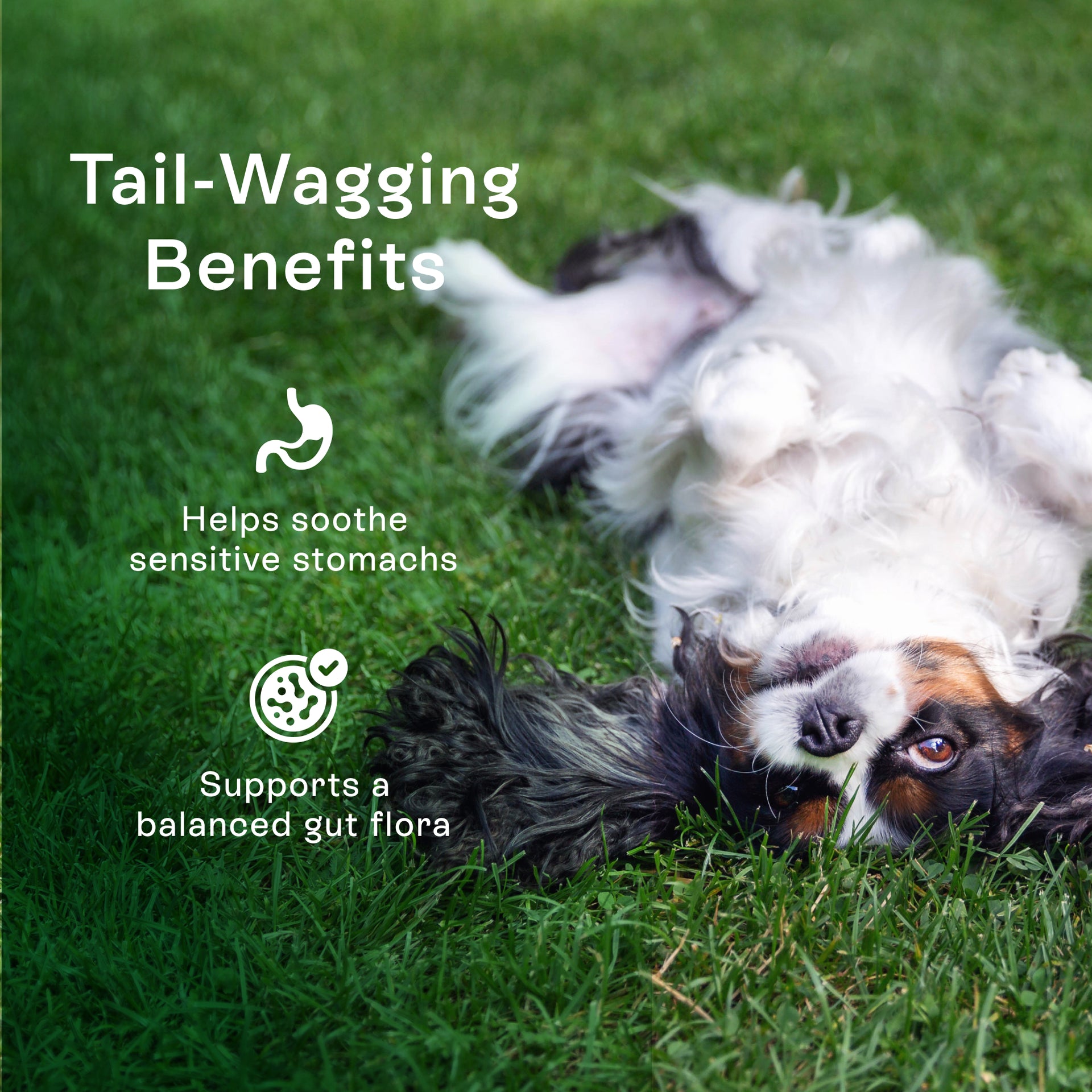 Magic Cookie – Gut Health