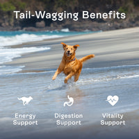 Dog running on beach — PawCo GreenBites Mixed Veggies supports energy, digestion, and vitality