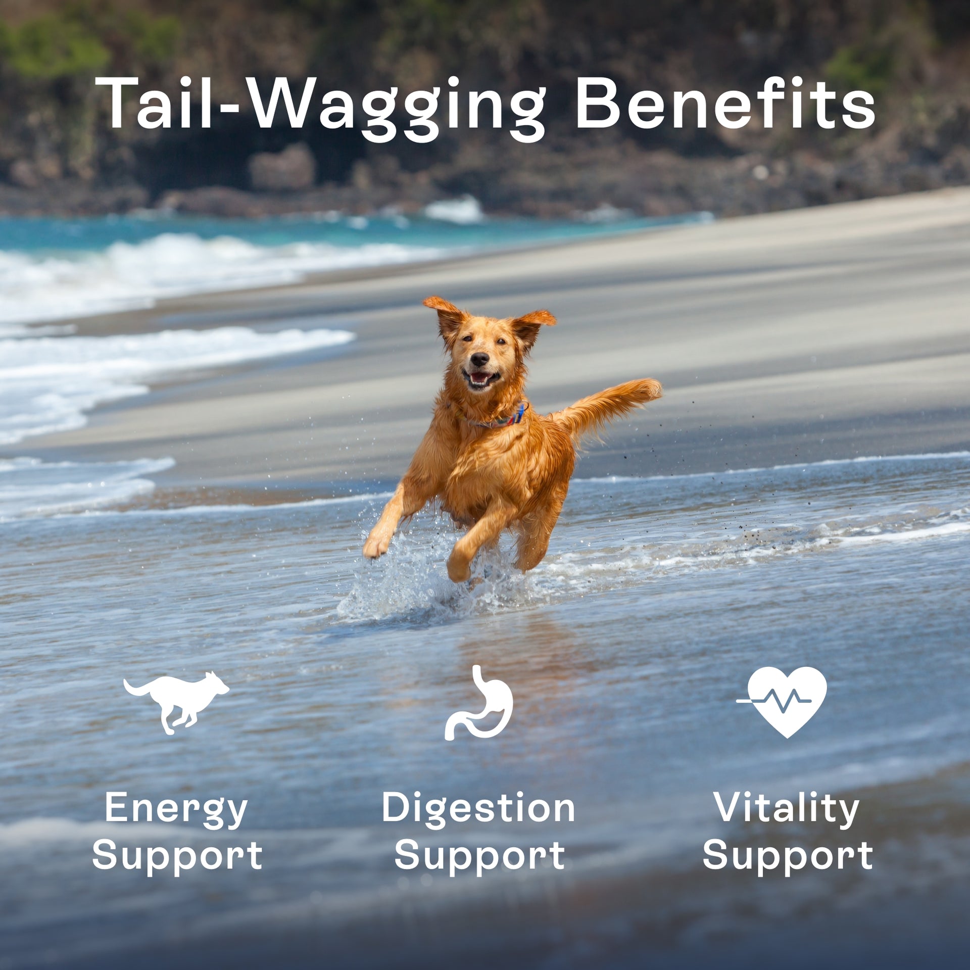 Dog running on beach — PawCo LuxBites premium fresh dog food supports energy, digestion, and vitality