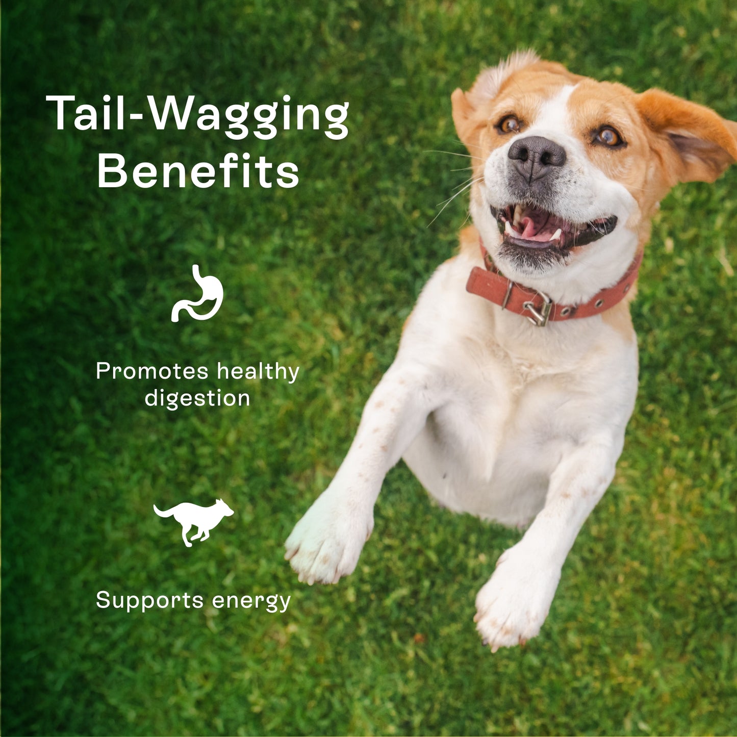 PawCo Magic Bars promotes healthy digestion and supports energy in dogs