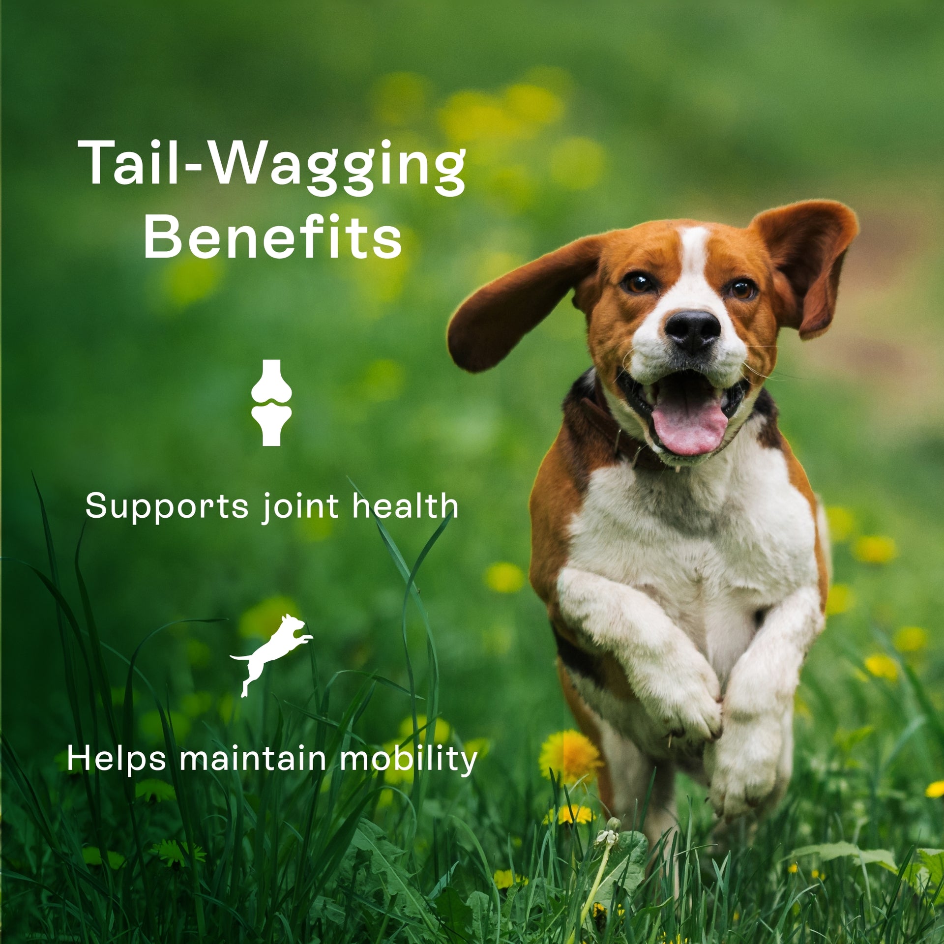 PawCo Magic Bars support joint health adn helps maintain mobility