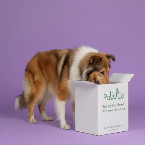 Dog looking into a white box with 'PawCo' branding on a purple background