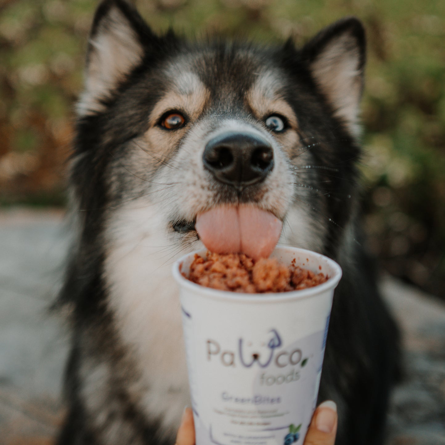 GreenBites Blueberries & Veggies healthy, high quality fresh dog food – Husky licking from pouch held by hand – PawCo Foods