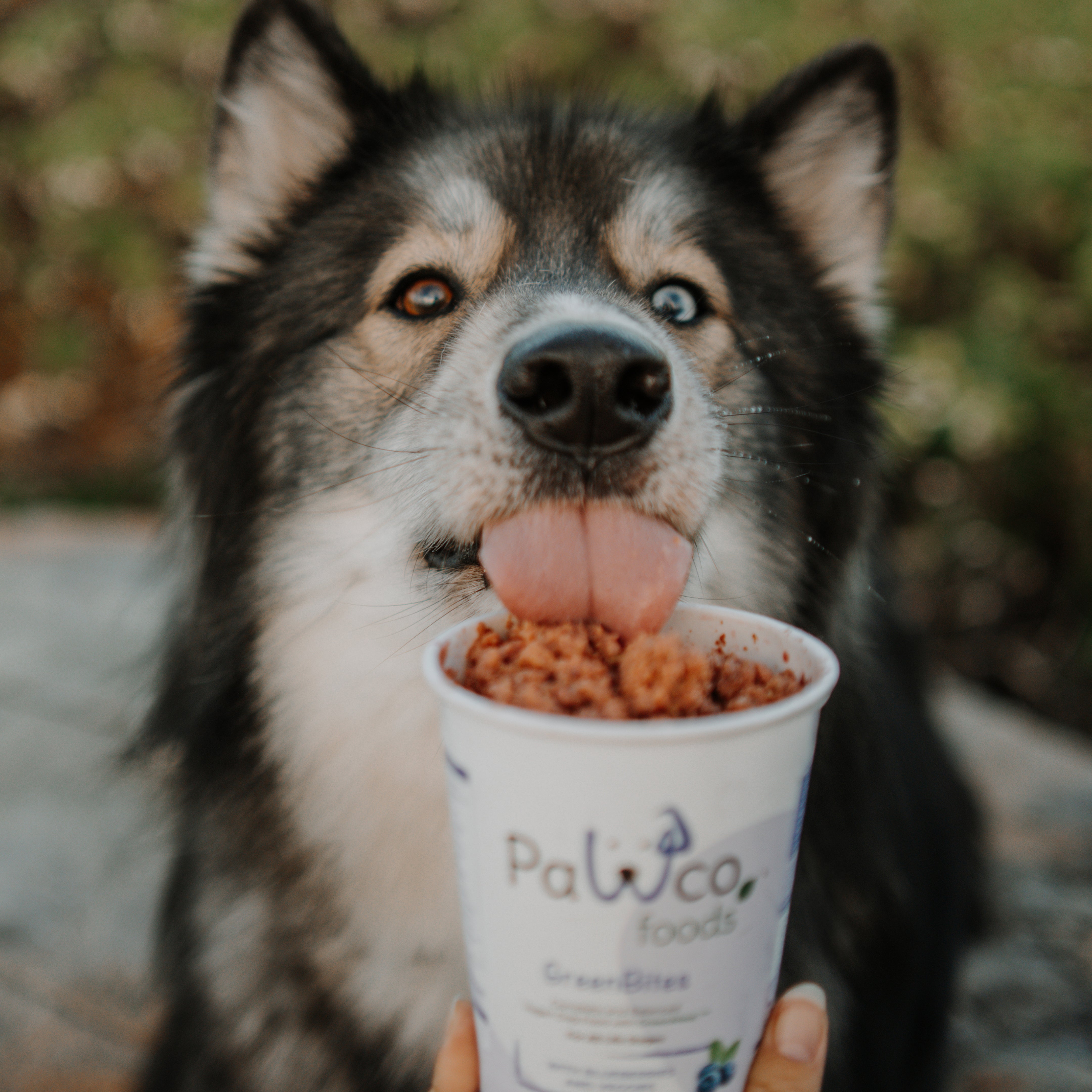 GreenBites Blueberries & Veggies healthy, high quality fresh dog food – Husky licking from pouch held by hand – PawCo Foods