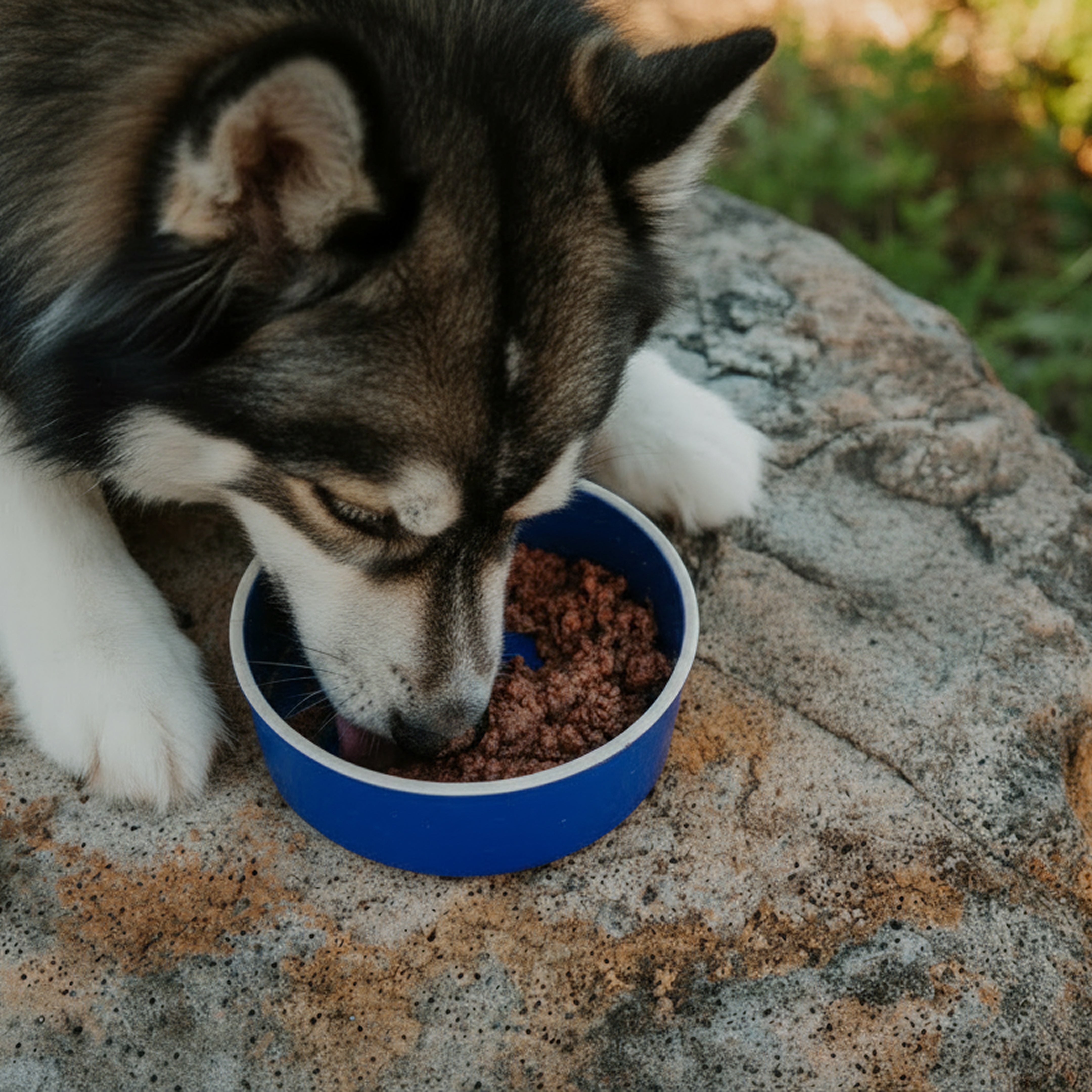 PawCo GreenBites Blueberries & Veggies healthy, high quality fresh dog food - Husky eating from blue bowl – PawCo Foods