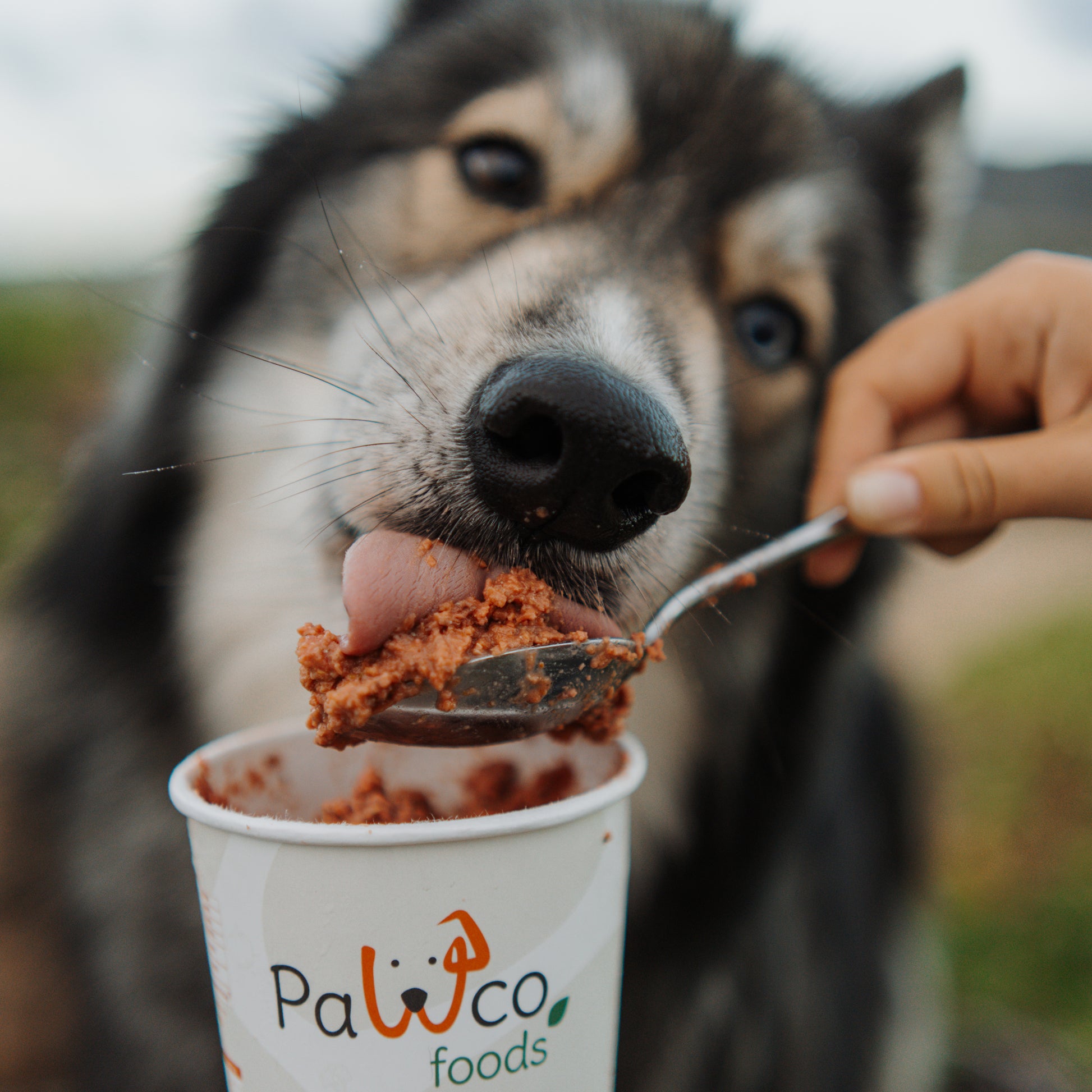 Pawco GreenBites healthy, high quality fresh dog food - Husky eating from spoon held by hand – PawCo Foods