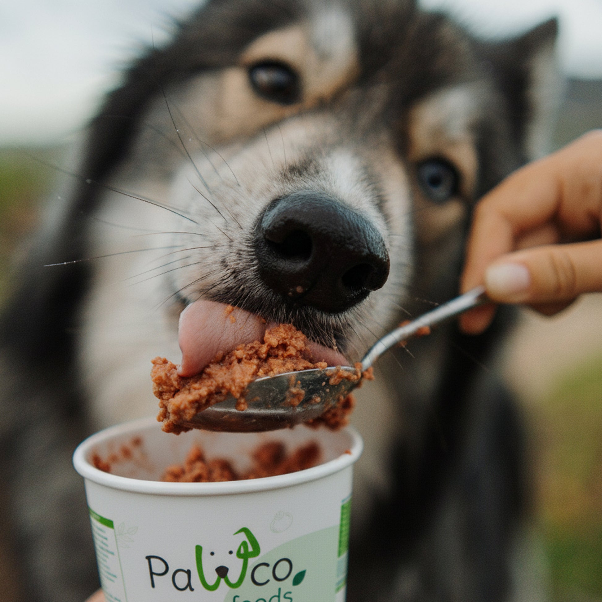 PawCo GreenBites Peanut Butter & Apple healthy, high quality fresh dog food – Husky eating from spoon held by hand – PawCo Foods