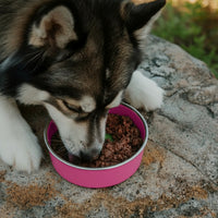 PawCo GreenBites  Pumpkin & Cranberries healthy, high quality fresh dog food  - Husky eating from pink bowl – PawCo Foods