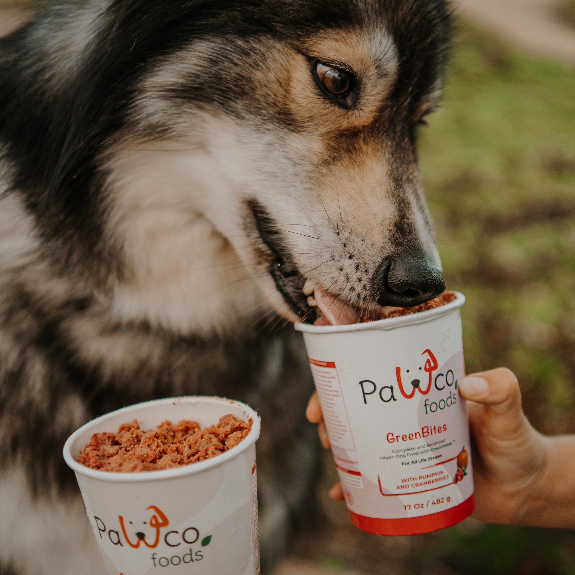 PawCo GreenBites  Pumpkin & Cranberries healthy, high quality fresh dog food - Husky eating from pouch held by hand – two packs visible – PawCo Foods